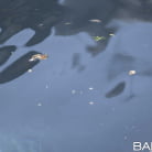 Abigail Mac in 'Seducing Miss Dolce'